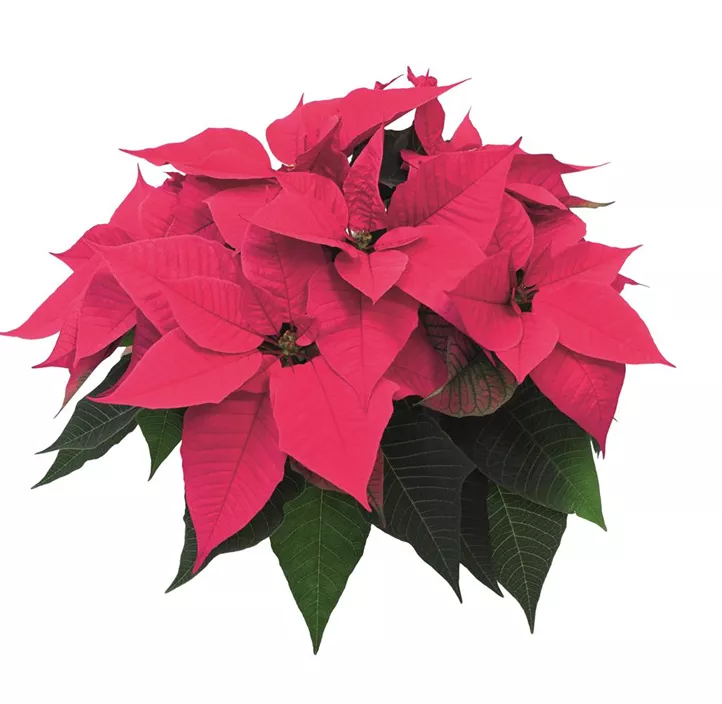 Weihnachtsstern 'Christmas Night Hot Pink'