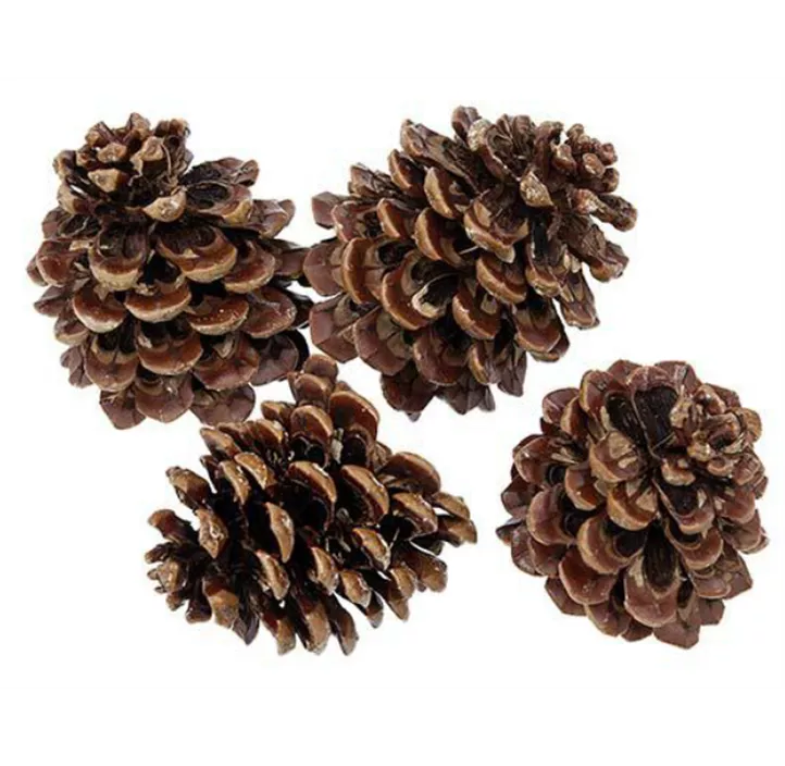 Zapfen Maritima groß