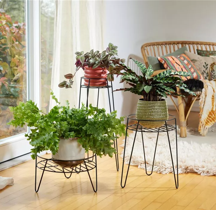 Pflanzenständer mit Erhöhung und Hairpin-Beinen