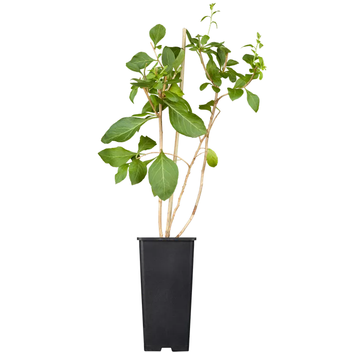 Goji-Beere 'Little Gojii'®