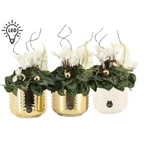 Arrangement Cyclame weiß LED