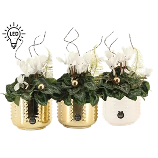 Arrangement Cyclame weiß LED