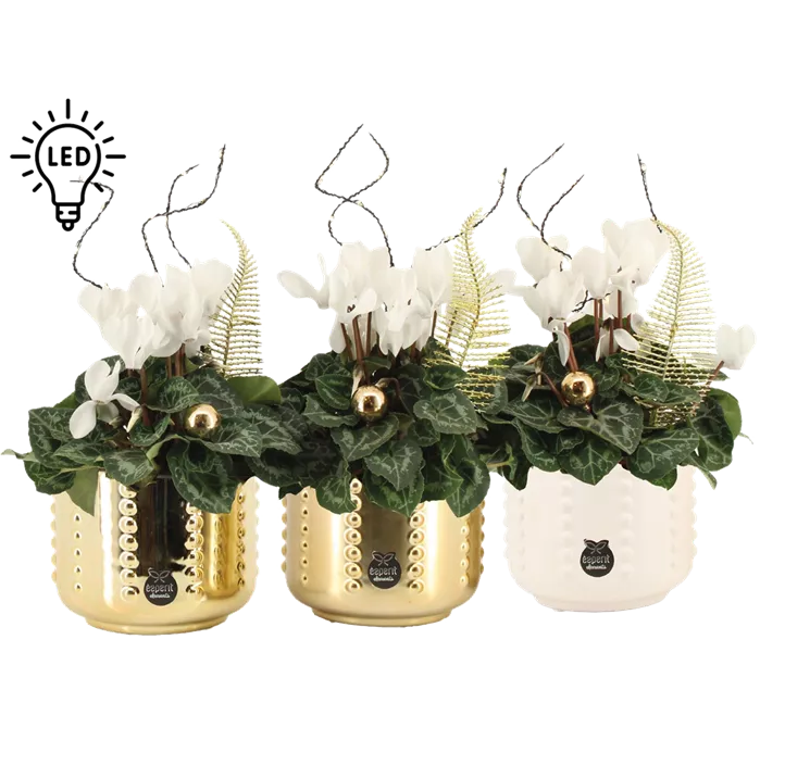 Arrangement Cyclame weiß LED Arrangement Cyclame weiß LED