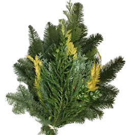 Koniferen Mix Spezial 2 Koniferen Mix Spezial 2