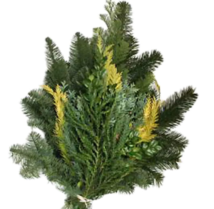 Koniferen Mix Spezial 2