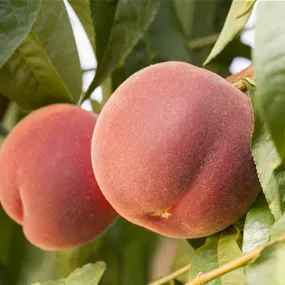 Prunus persica Redhaven Prunus persica Redhaven