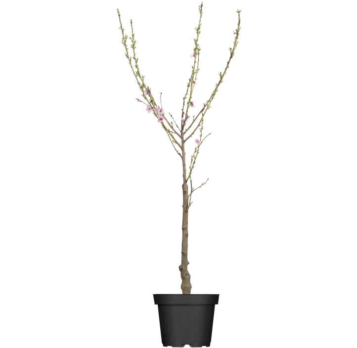 Pfirsich 'Red Haven'®