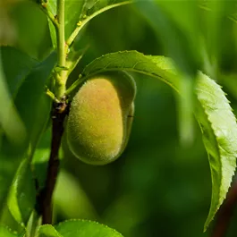  Prunus persica