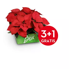 Euphorbia pulcherrima