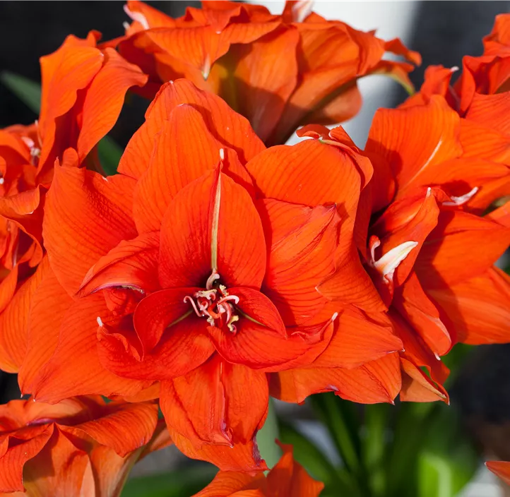 Amaryllis orange
