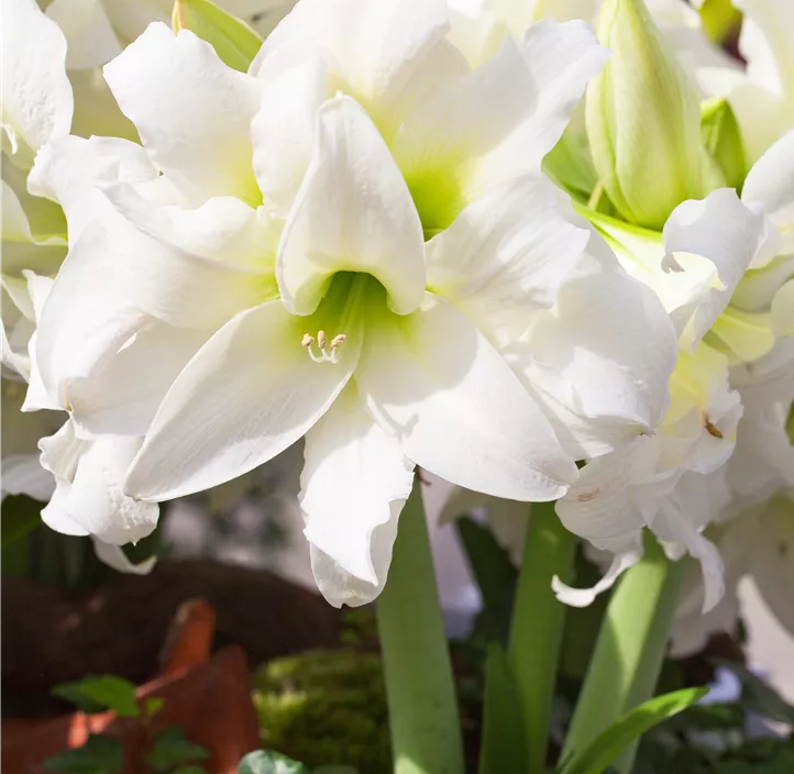 Amaryllis weiß