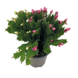Schlumbergera Hybride DUO