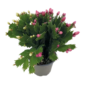 Schlumbergera Hybride DUO