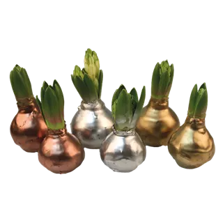 Wachshyazinthen Glitzer gold