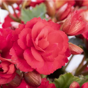 Begonia Grace