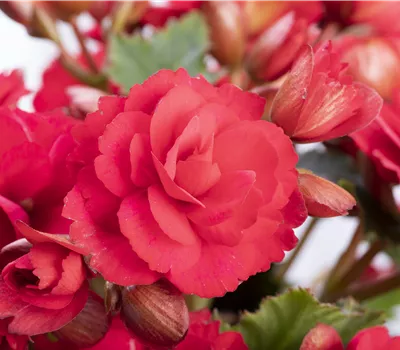 Begonia Grace
