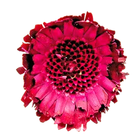 Protea Rosette 3 Stk/Pkg