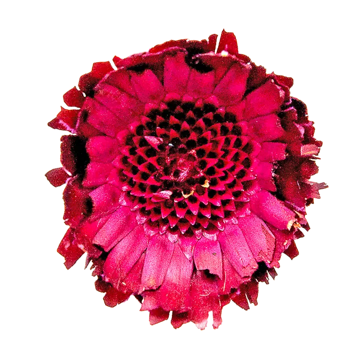 Protea Rosette 3er