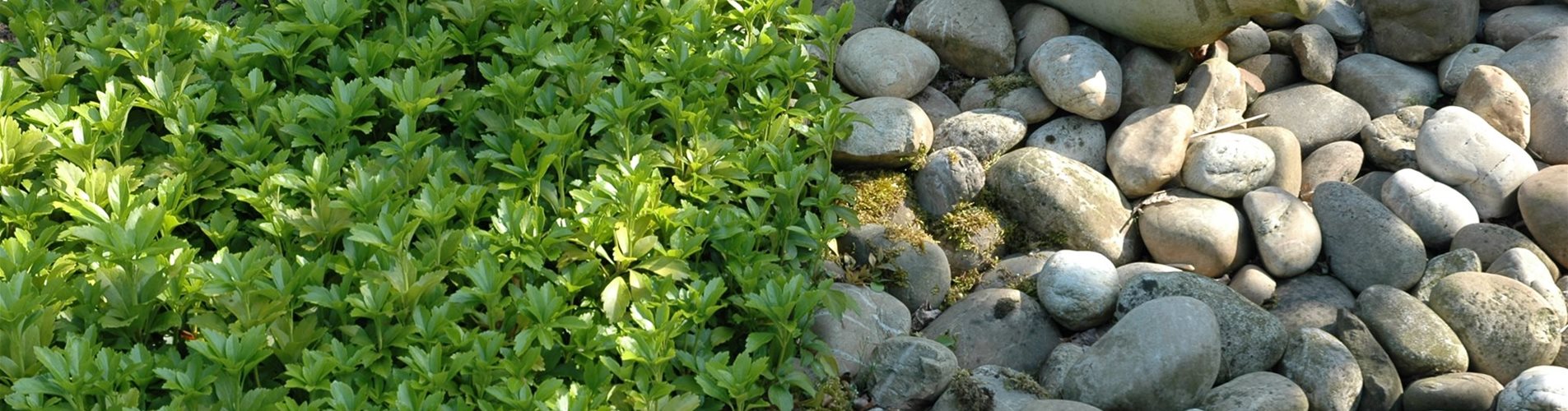 Pachysandra terminalis Pachysandra terminalis