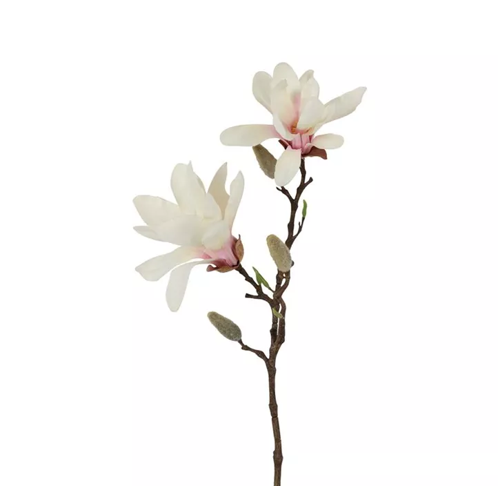 Magnolienzweig Chayca