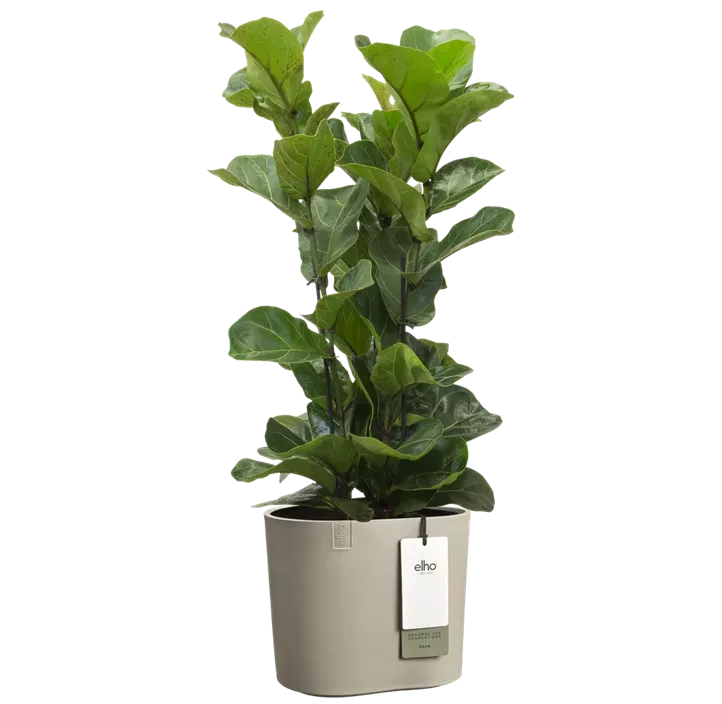 Premium Übertopf eden