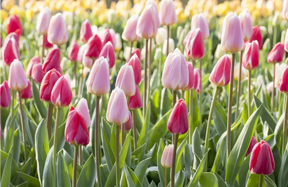 Ringelblume Tulpen