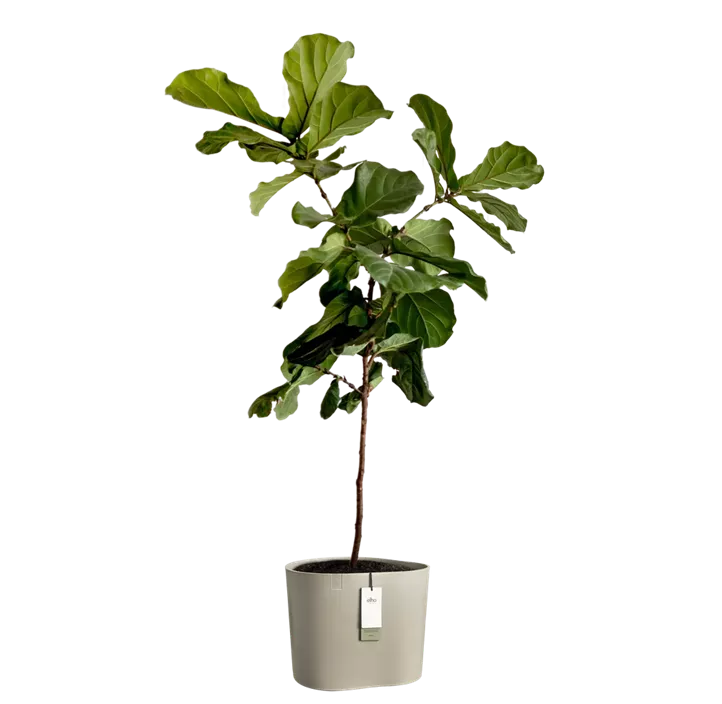 Premium Übertopf eden aquacare low