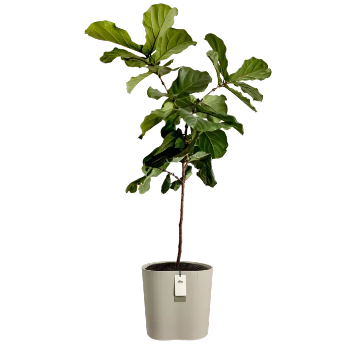 Premium Übertopf eden aquacare medium