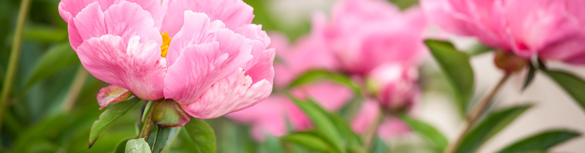 Paeonia lactiflora Paeonia lactiflora