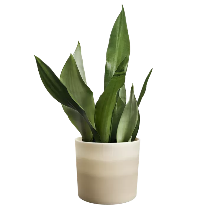 Übertopf Colour Gradient