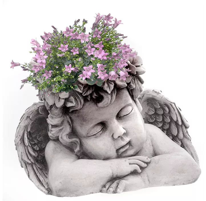 Pflanzer Engelbüste