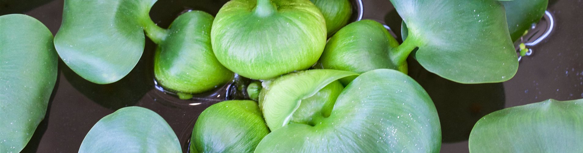 Eichhornia crassipes Eichhornia crassipes