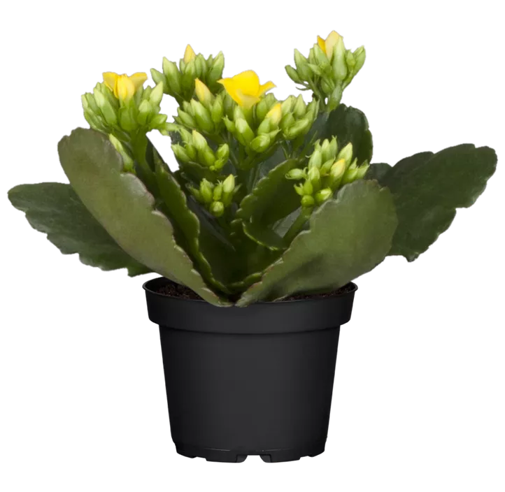 Flammendes Käthchen