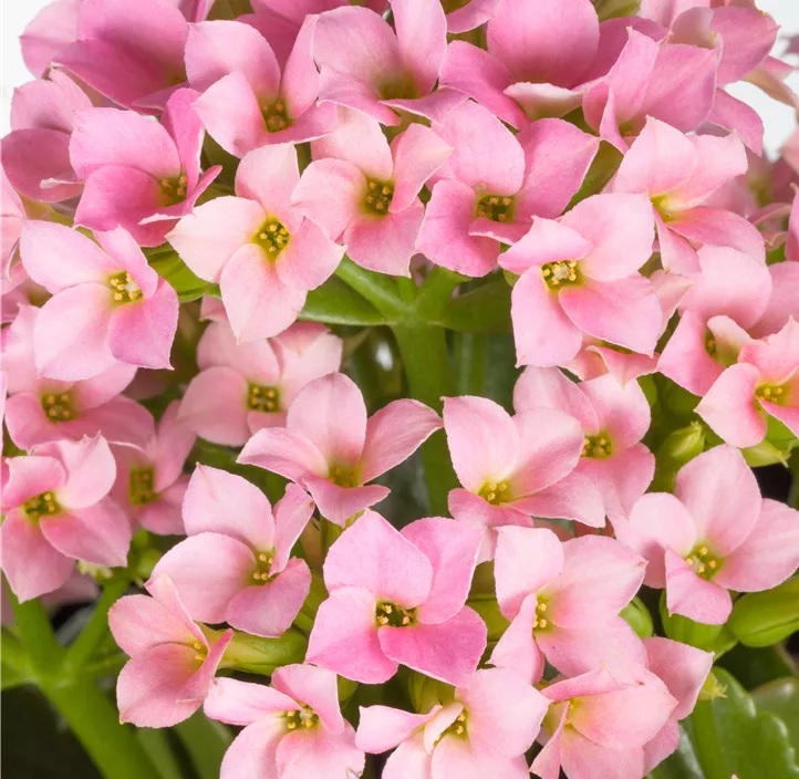 Outdoor Flammendes Käthchen