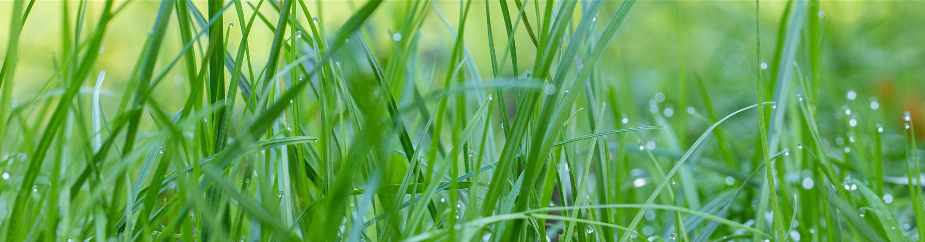 Gras mit Tau Gras mit Tau