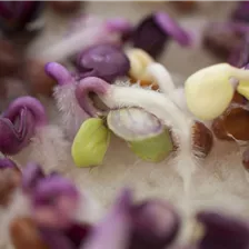 Keimsprossen und Microgreens