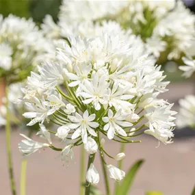 Agapanthus africanus Weiss