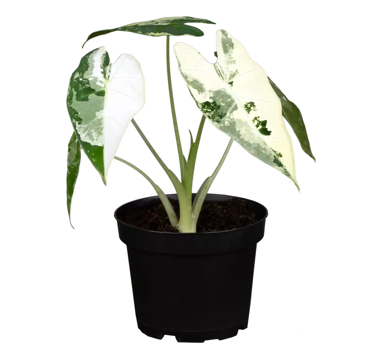 Pfeilblatt 'Frydek Variegata'