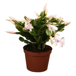 Schlumbergera Hybride 'Thor Sophia'