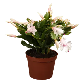 Schlumbergera Hybride 'Thor Sophia'