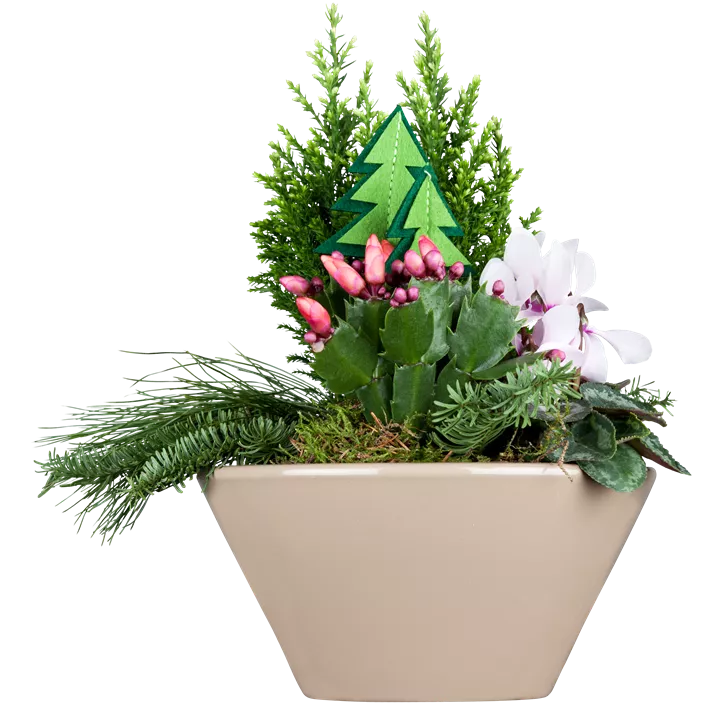 Weihnachts-Kaktus