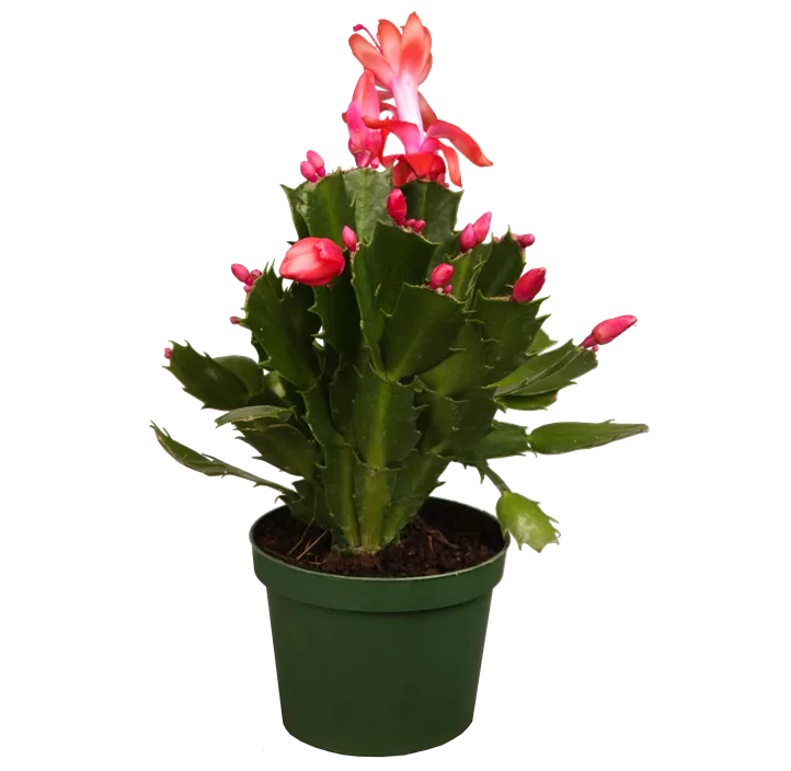 Weihnachts-Kaktus