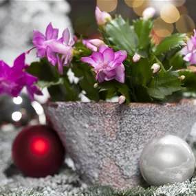 Schlumbergera Hybride 'Thor Sophia'