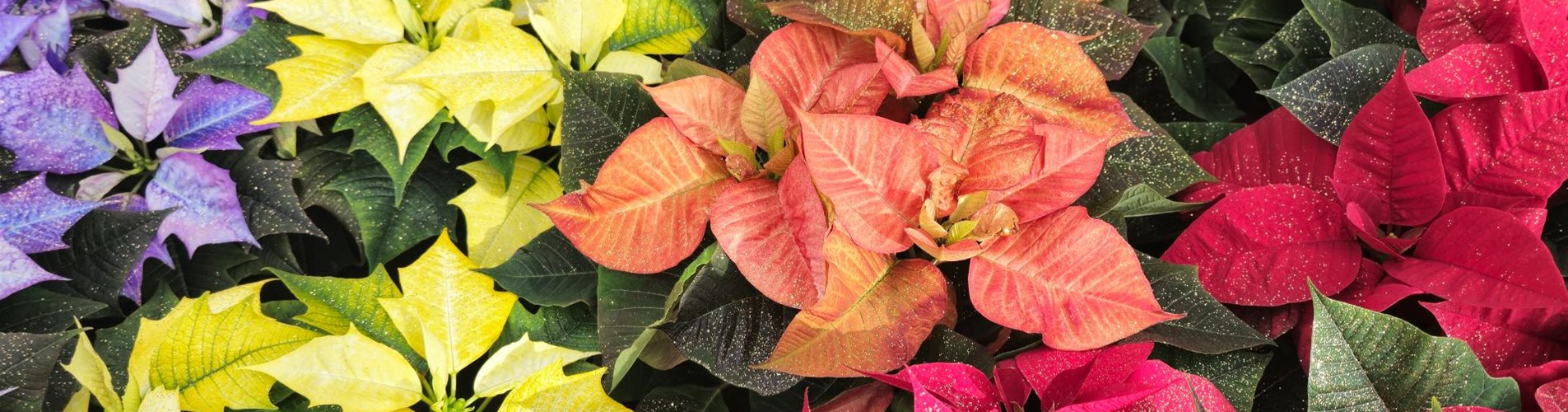 KW 50 Header Weihnachtspflanzen 1920 x 550 (14)