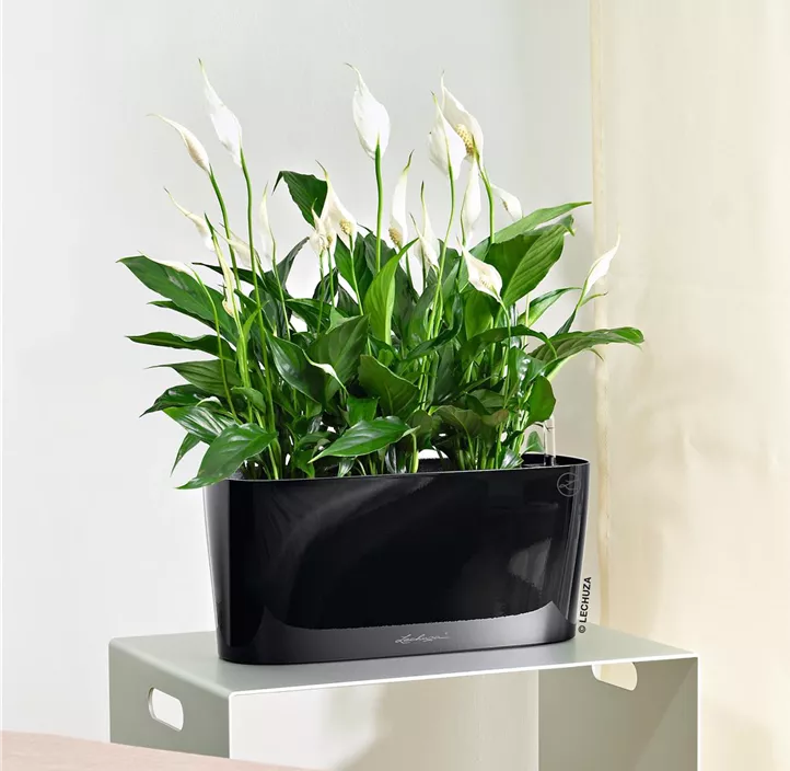 Delta Tischgefäß Komplettset