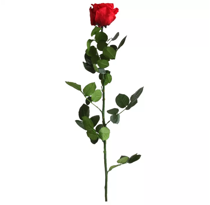 Stabilisierte Rose Amorosa