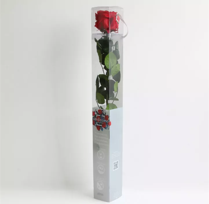 Stabilisierte Rose Amorosa