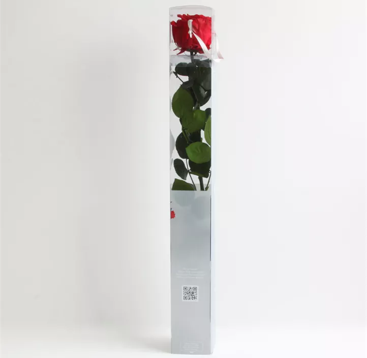 Stabilisierte Rose Amorosa