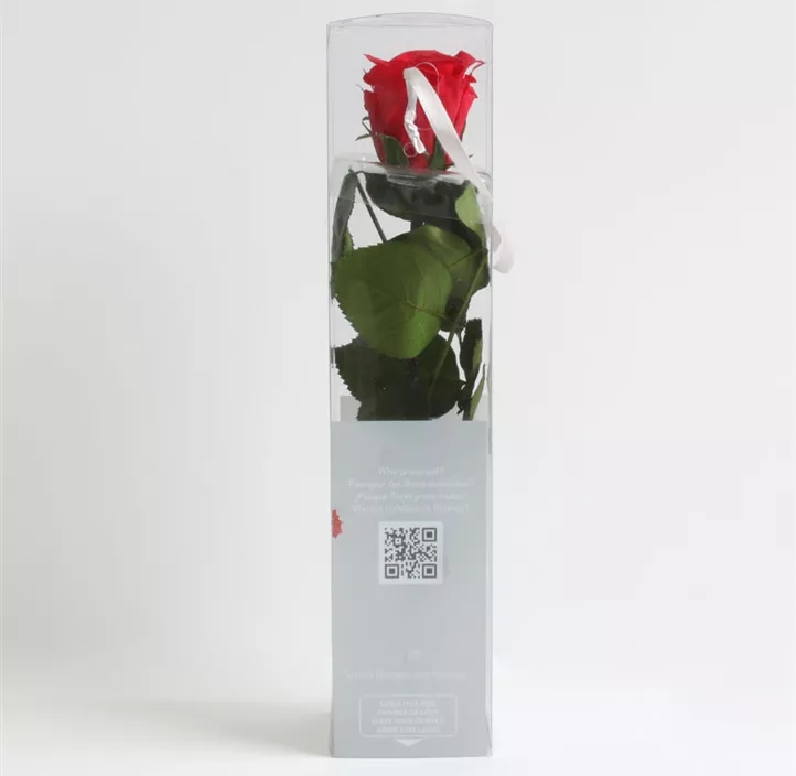 Stabilisierte Rose Amorosa mini