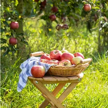 Obstbäume